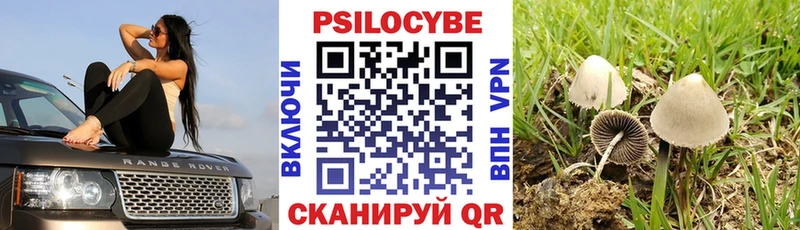 Псилоцибиновые грибы Cubensis Полесск
